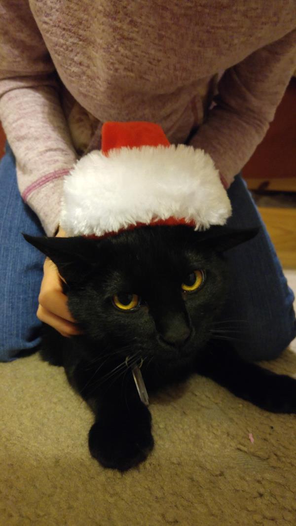 /Images/uploads/Humane Society of Utah/HSU2018/entries/4157thumb.jpg
